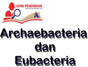 Archaebacteria dan Eubacteria