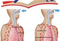 Pengertian Dan Mekanisme Pernapasan dada dan Perut