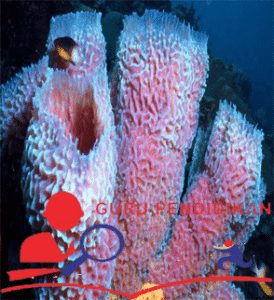 80+ Gambar Hewan Porifera Beserta Namanya HD Terbaik