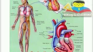 Oleh sistem melewati darah ke seluruh peredaran jantung .... tubuh dipompa tertutup darah adalah Apa Sistem
