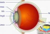 12 Fungsi Mata Manusia Secara Umum Beserta Bagiannya