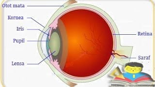 Saraf optik bisa ditemukan di bagian tubuh mana