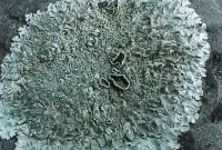 Lichen atau lumut kerak merupakan organisme hasil simbiosis antara