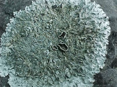 Keuntungan yang diperoleh ganggang dari jamur pada simbiosis lumut kerak lichenes adalah