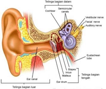 bagian-bagian telinga