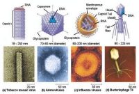 Penjelasan Struktur Tubuh Virus Secara Lengkap