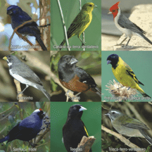 Pengertian Ciri Dan Klasifikasi Aves  Burung Beserta 