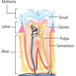 bagian-bagian gigi