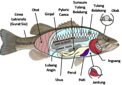 Klasifikasi Jenis Pisces ( Ikan )