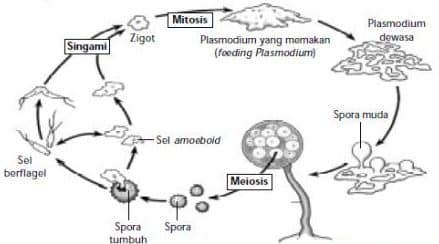Reproduksi jamur secara vegetatif dan generatif