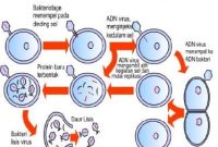 Reproduksi Virus Beserta Penjelasannya