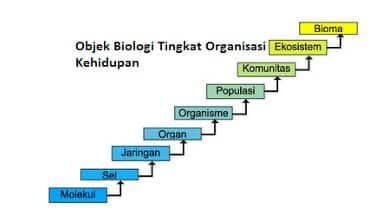 Skema Objek Biologi Tingkat Organisasi Kehidupan