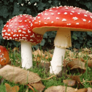 Rangkuman Materi Jamur ( Fungi ) Beserta Penjelasannya