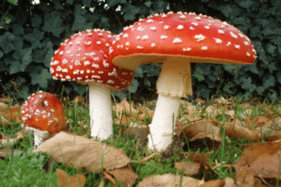 Materi Jamur ( Fungi )