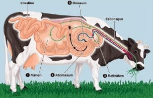 Abomasum merupakan bagian lambung pada sapi yang berfungsi sebagai