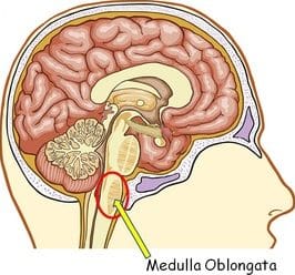 Fungsi Medula Oblongata