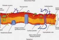 Penjelasan Struktur Membran Plasma Dan Fungsinya Dalam Biologi