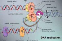 Penjelasan Replikasi DNA Semikonservatif Dalam Biologi
