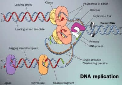 replikasi DNA semikonservatif