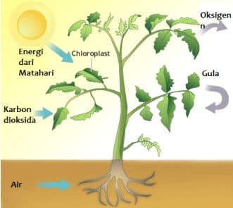 Penjelasan Respirasi Sel Pada  Tumbuhan  Dalam Biologi