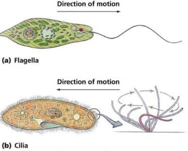 Jenis protozoa yang bergerak dengan cara menggetarkan seluruh tubuhnya adalah