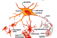 Perbedaan Neuron Dan Neuroglia Serta Penjelasannya