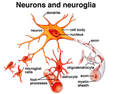 Perbedaan Neuron Dan Neuroglia