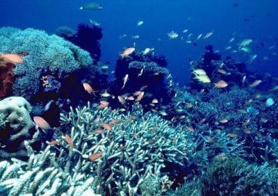 Ciri-ciri Ekosistem Perairan Laut