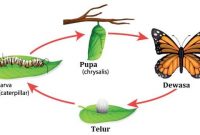 Penjelasan Proses Metamorfosis Serangga Beserta Ciri-Cirinya Lengkap