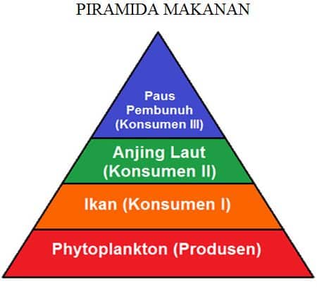 contoh-piramida-makanan