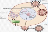 Penjelasan Replikasi Virus Dilakukan Dalam Sel Hidup Lengkap