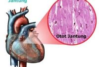 Definisi Letak Otot Jantung Beserta Ciri Dan Fungsinya