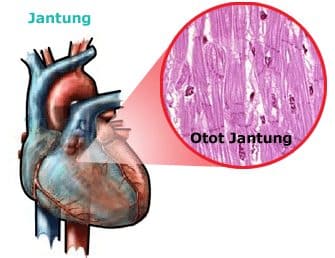 Definisi Letak Otot Jantung Beserta Ciri Dan Fungsinya
