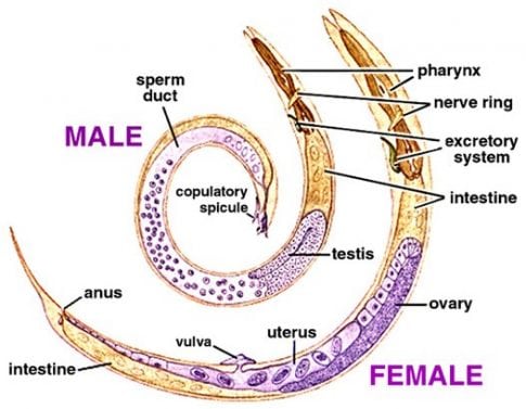pinworm életciklus diagram