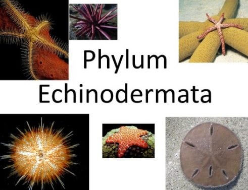 Echinodermata berperan sebagai