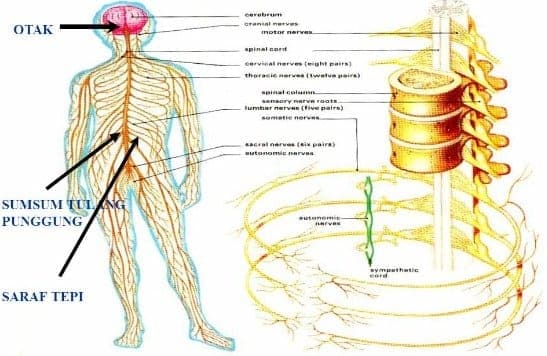 sistem saraf manusia