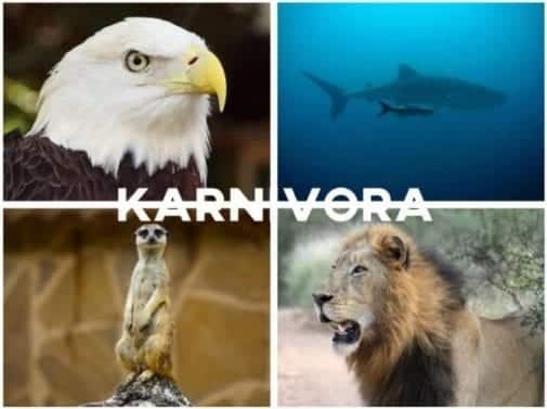 Contoh: hewan-karnivora