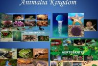 Kingdom-Animalia