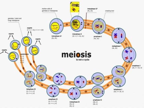 Jelaskan proses yang terjadi pada meiosis 1 spermatogenesis