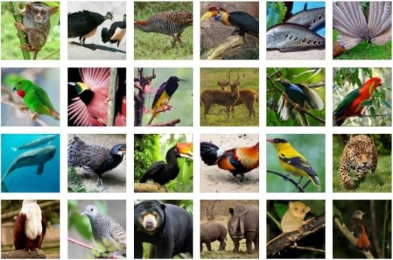 5500 Gambar Hewan Fauna Endemik Gratis Terbaik