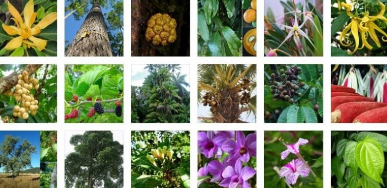 900 Koleksi Gambar Flora Endemik Di Dunia Gratis Terbaik