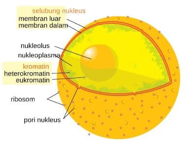 Hewan fungsi nukleolus pada sel Nukleus Adalah
