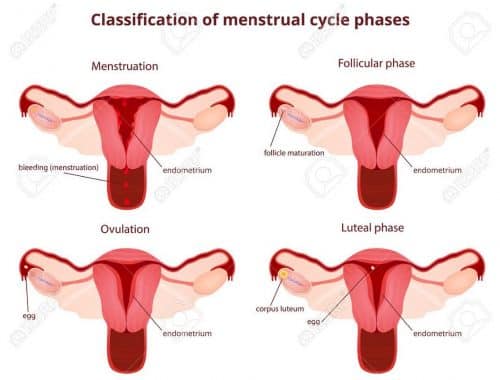 Fase Menstruasi