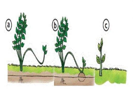 Tanaman mangga dikembangbiakan secara vegetatif buatan dengan cara
