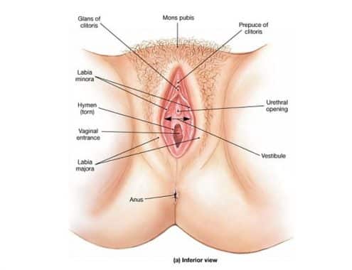 Organ kelamin luar (Internal)