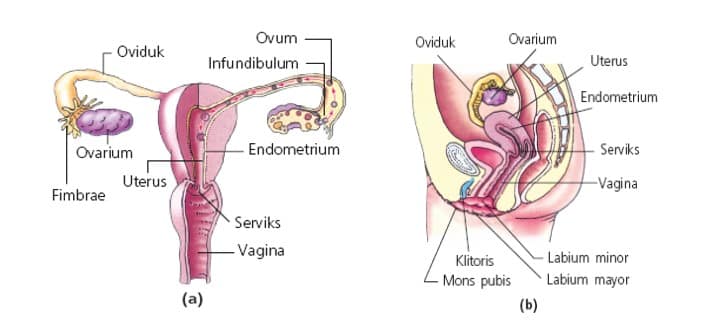 Organ reproduksi dalam
