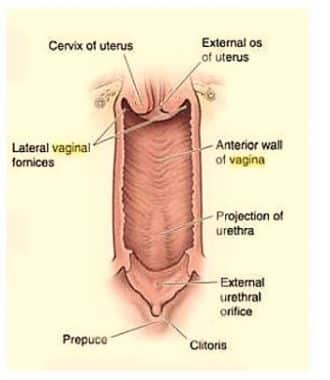 Ostium Vagina