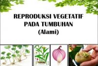 Perkembangbiakan Vegetatif Pada Tumbuhan
