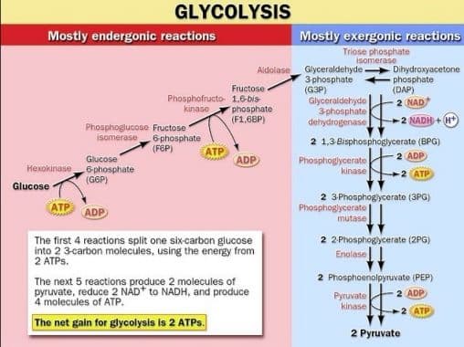 Proses-Glikolisis
