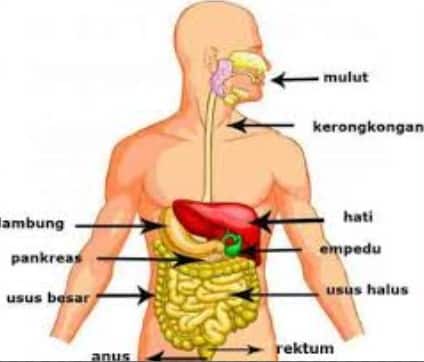 Anatomi sistem pencernaan tubuh manusia